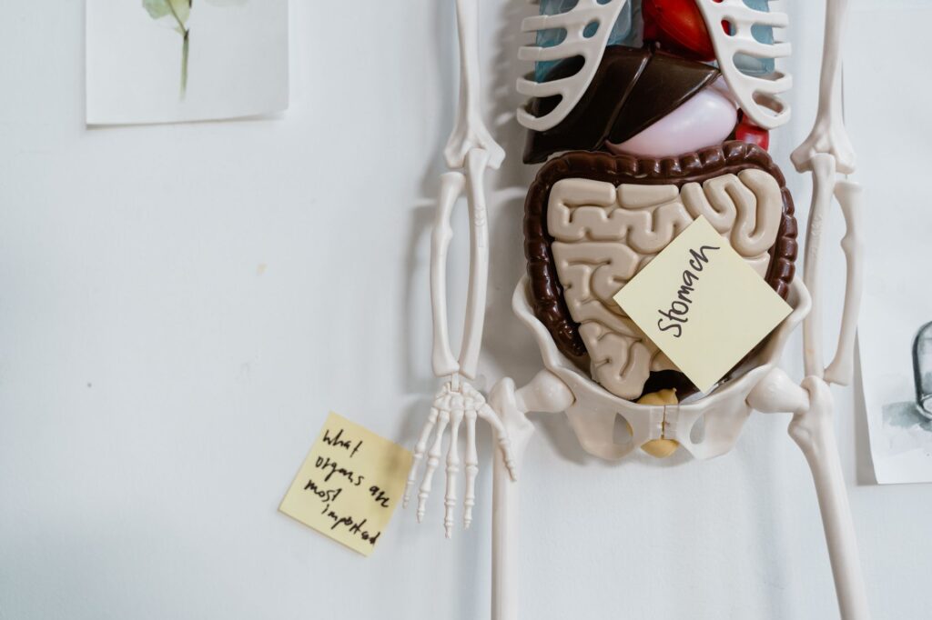 Anatomical model showing the stomach and digestive organs labeled with sticky notes