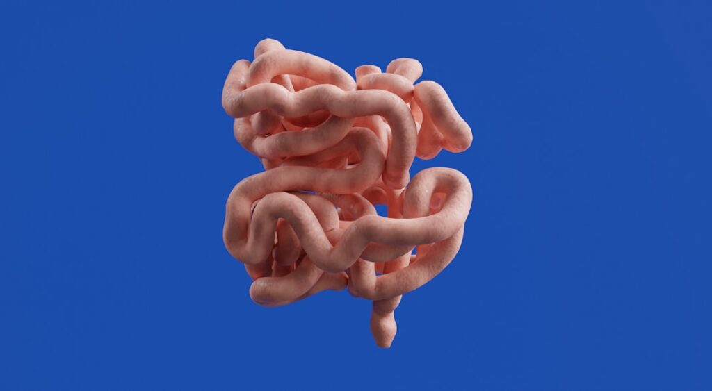 3D illustration of the small intestine, representing the gut microbiome and digestive system